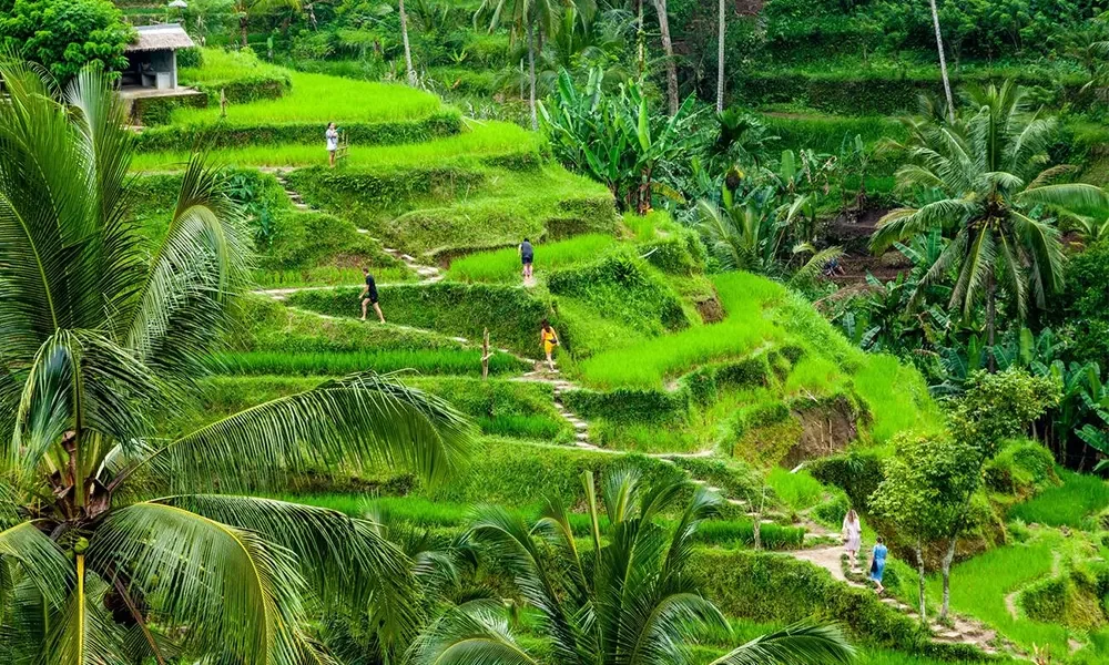 Tegalalang Rice Terrace A Perfect Blend of Culture and Nature – Blue ...